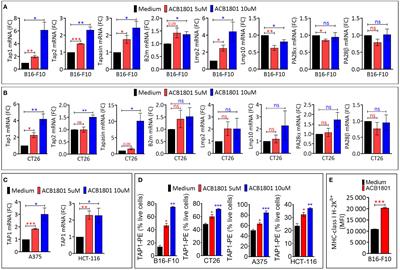The β-carboline Harmine improves the therapeutic benefit of anti-PD1 in melanoma by increasing the MHC-I-dependent antigen presentation